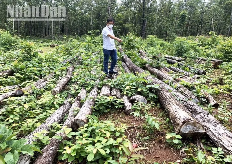 Một vụ phá rừng quy mô lớn thuộc lâm phận do Trung tâm Bảo tồn voi, cứu hộ động vật và Quản lý bảo vệ rừng quản lý được phát hiện trong năm 2021.