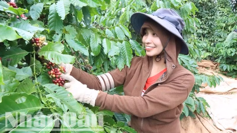 Biết tin “Tri thức trồng và chế biến cà-phê Đắk Lắk” được đưa vào Danh mục di sản văn hóa phi vật thể quốc gia khiến người trồng cà-phê ở Đắk Lắk hết sức phấn khởi. Biết tin “Tri thức trồng và chế biến cà-phê Đắk Lắk” được đưa vào Danh mục di sản văn hóa phi vật thể quốc gia khiến người trồng cà-phê ở Đắk Lắk hết sức phấn khởi.