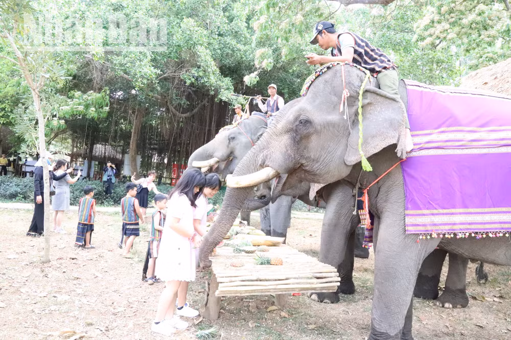 Các cháu nhỏ rất yêu thích khi được cho voi ăn.