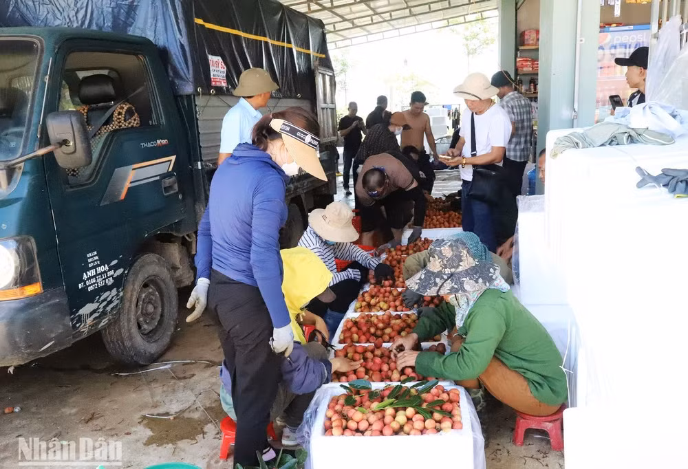 Một cơ sở thu mua và đóng gói vải ở xã Ea Sar, huyện Ea Kar phục vụ xuất khẩu sang Trung Quốc. Một cơ sở thu mua và đóng gói vải ở xã Ea Sar, huyện Ea Kar phục vụ xuất khẩu sang Trung Quốc.