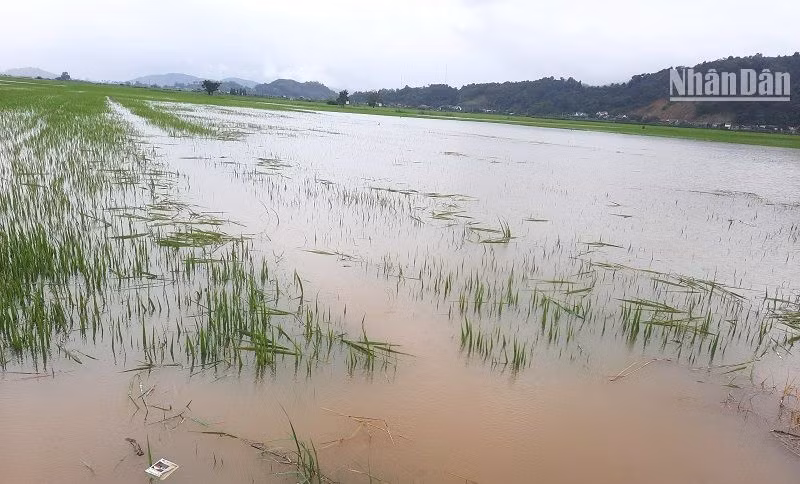 Hàng trăm ha lúa trong thời gian làm đòng ở huyện Lắk bị nhấn chìm trong nước lũ.