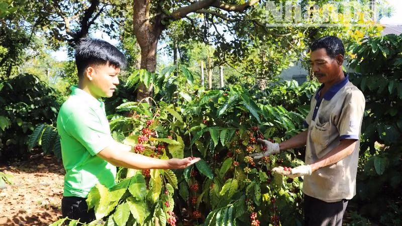 Nhiều diện tích cà-phê tái canh ở Đắk Lắk cho năng suất và hiệu quả kinh tế cao.