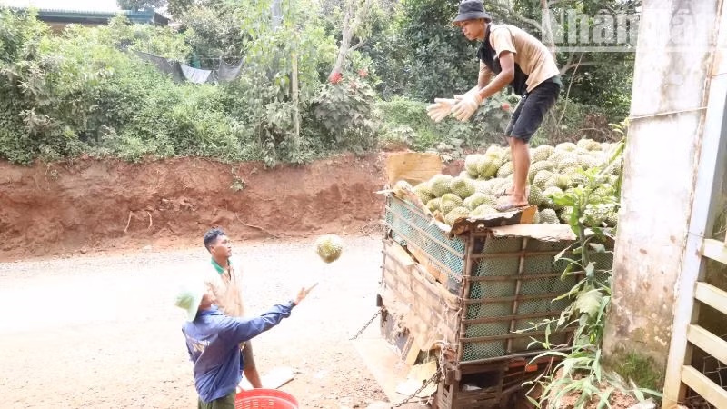 Các doanh nghiệp về tận vườn thu mua sầu riêng cho nông dân tỉnh Đắk Lắk.