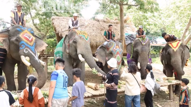 Đến với Trung tâm Du lịch Cầu treo Buôn Đôn, du khách khách được tìm hiểu về nghệ thuật săn bắt và thuần dưỡng voi rừng của đồng bào dân tộc nơi đây. Đến với Trung tâm Du lịch Cầu treo Buôn Đôn, du khách khách được tìm hiểu về nghệ thuật săn bắt và thuần dưỡng voi rừng của đồng bào dân tộc nơi đây.