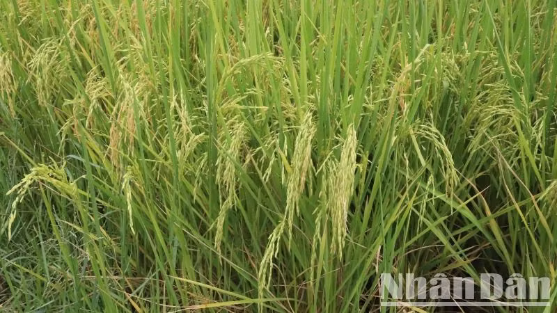 Nhờ nguồn nước ổn định của Hồ Ea Súp Thượng mà năng suất lúa nước trên địa bàn huyện Ea Súp bình quân đạt 6,7-7 tấn/ha, có nơi đạt 10 tấn/ha.