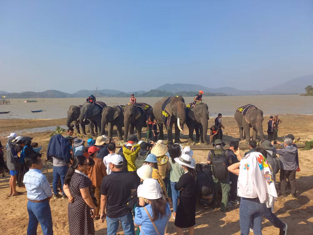 Cần đẩy nhanh việc chuyển đổi từ mô hình du lịch cưỡi voi sang mô hình du lịch thân thiện với voi ở Đắk Lắk, góp phần bảo tồn đàn voi nhà hiện nay. (Ảnh: CTV)