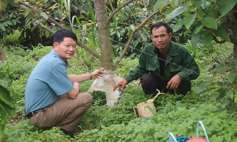 Ông N.B.T dùng bao ni lông bọc quanh chỗ bị đẽo vỏ nhưng không biết có cứu được cây sầu riêng không.