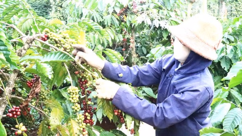 Hiện nay, nhiều nông dân ở Đắk Lắk sản xuất cà-phê theo mô hình nông nghiệp tuần hoàn, nhưng diện tích chưa nhiều. Hiện nay, nhiều nông dân ở Đắk Lắk sản xuất cà-phê theo mô hình nông nghiệp tuần hoàn, nhưng diện tích chưa nhiều.