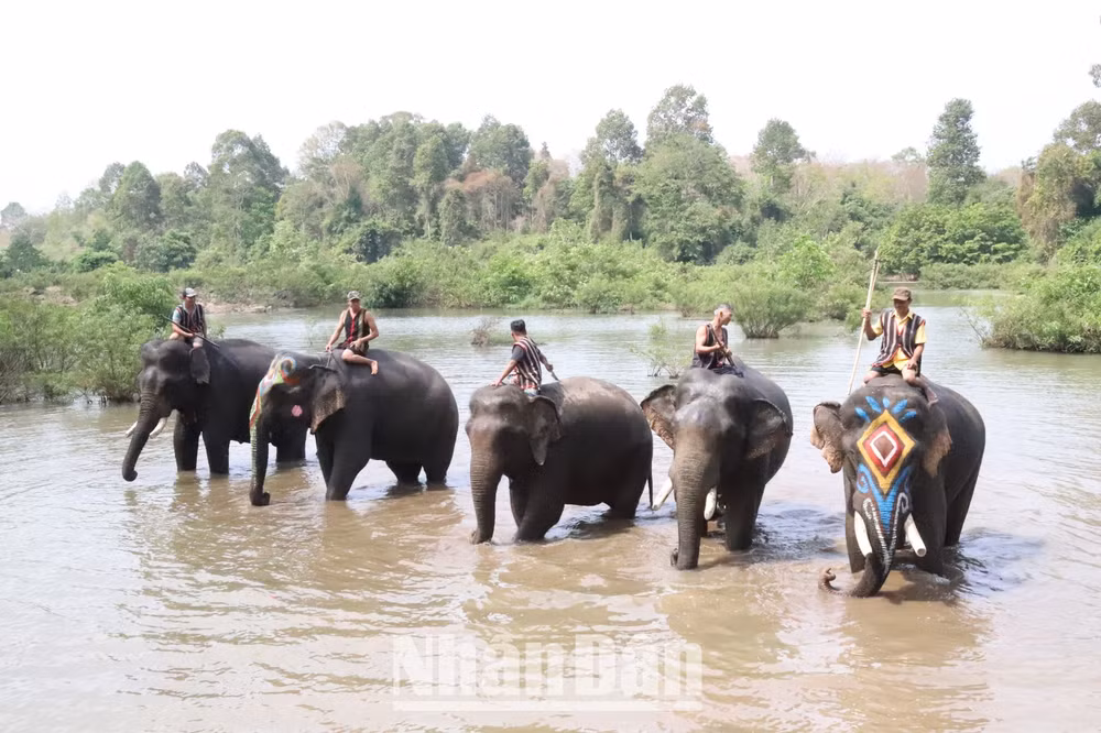 Sau khi tắm cùng voi, đàn voi lội dưới sông Sêrêpốk để du khách ngắm voi.