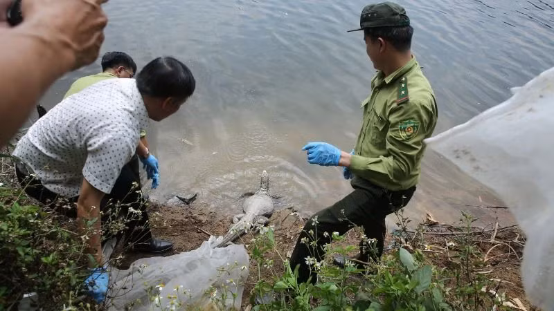 Thả cá thể Kỳ đà về với tự nhiên. Thả cá thể Kỳ đà về với tự nhiên.