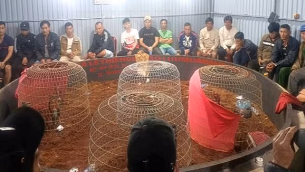 Cơ quan Công an bắt quả tang 50 đối tượng đang tham gia cá cược đá gà, thu giữ sáu con gà và 130 triệu đồng tiền mặt, cùng một số tang vật các đối tượng sử dụng đánh bạc.