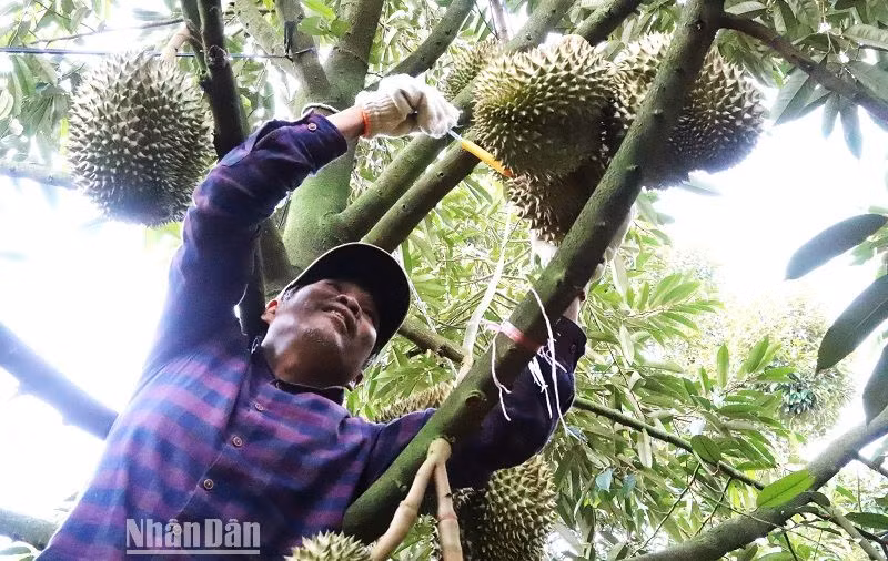 Hiện nay, nông dân tỉnh Đắk Lắk đang bước vào chính vụ thu hoạch sầu riêng năm 2023 trong niềm vui giá cả ở mức cao. Hiện nay, nông dân tỉnh Đắk Lắk đang bước vào chính vụ thu hoạch sầu riêng năm 2023 trong niềm vui giá cả ở mức cao.