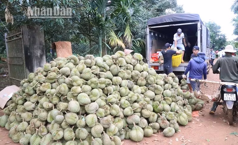 Trong vụ thu hoạch năm nay, cây sầu riêng đã mang về nguồn lợi cho nhiều gia đình ở Đắk Lắk từ 1 tỷ đến vài tỷ đồng, thậm chí cả chục tỷ đồng. Trong vụ thu hoạch năm nay, cây sầu riêng đã mang về nguồn lợi cho nhiều gia đình ở Đắk Lắk từ 1 tỷ đến vài tỷ đồng, thậm chí cả chục tỷ đồng.