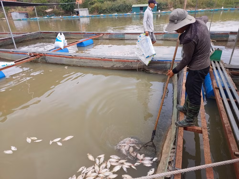 Người nuôi cá vớt cá chết để xử lý tránh ô nhiễm môi trường.