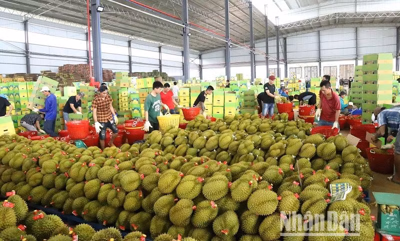 Một cơ sở thu mua, đóng gói sầu riêng phục vụ xuất khẩu trên địa bàn huyện Krông Pắc. Một cơ sở thu mua, đóng gói sầu riêng phục vụ xuất khẩu trên địa bàn huyện Krông Pắc.