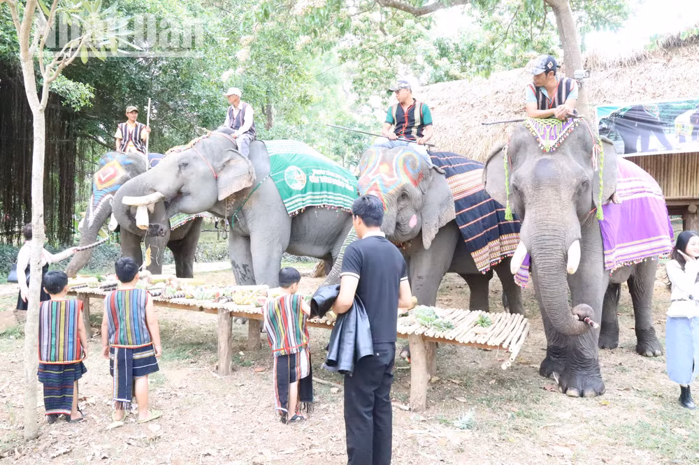 Tại Trung tâm Du lịch cầu treo Buôn Đôn hiện có 5 con voi phục vụ các hoạt động du lịch thân thiện với voi.
