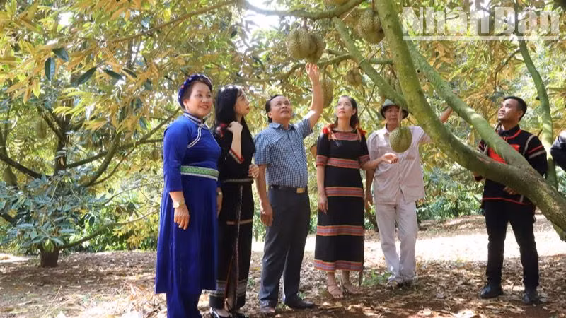 Đến nay, huyện Krông Pắc có diện tích sầu riêng lớn nhất tỉnh Đắk Lắk và chất lượng, hương vị sầu riêng ở đây cũng thơm, ngon nhất tỉnh Đắk Lắk.