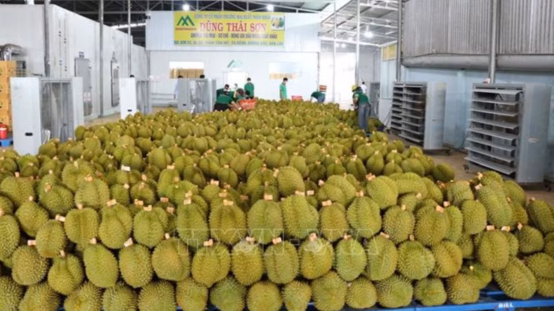 Xuất khẩu sầu riêng sang Trung Quốc. (Ảnh: TTXVN)