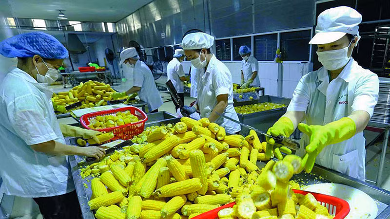 Dây chuyền chế biến ngô ngọt xuất khẩu tại nhà máy của Công ty Vifoco, tỉnh Bắc Giang. (Ảnh: VŨ SINH) Dây chuyền chế biến ngô ngọt xuất khẩu tại nhà máy của Công ty Vifoco, tỉnh Bắc Giang. (Ảnh: VŨ SINH)