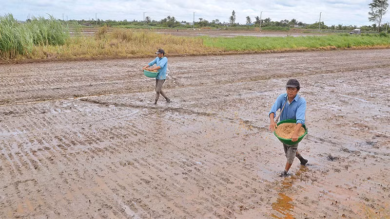 Nông dân xã Yên Luông, huyện Gò Công Tây, tỉnh Tiền Giang xuống giống vụ lúa thu đông 2023.