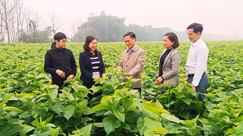 Bí thư Đảng ủy xã Việt Thành, huyện Trấn Yên (Yên Bái) Lê Thị Lụa (thứ hai từ trái sang) giới thiệu mô hình trồng dâu.