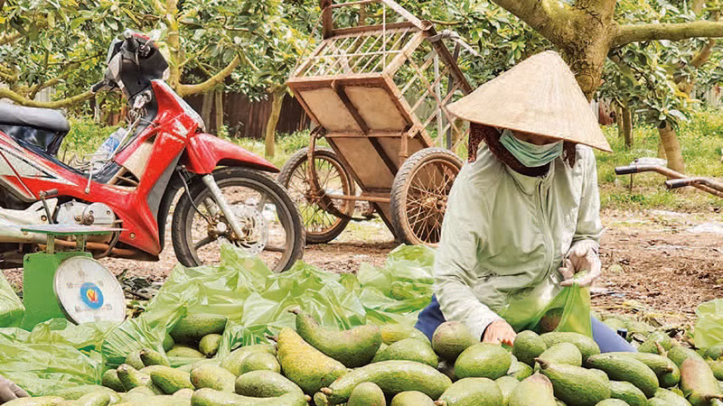 Người dân huyện Châu Đức thu hoạch và phân loại sản phẩm nông nghiệp để chuẩn bị bán ra thị trường. 