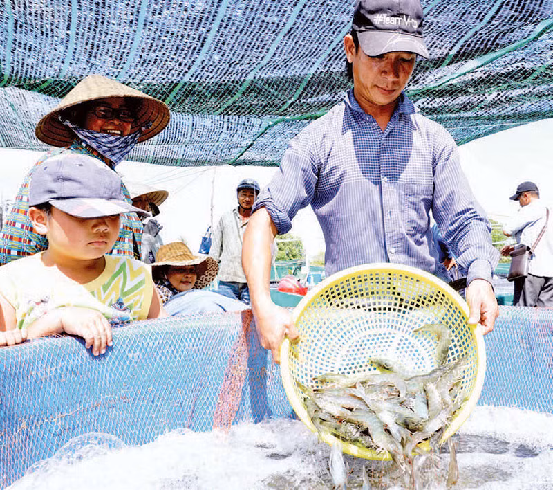 Thu hoạch tôm siêu thâm canh tại xã Tân Trung, huyện Đầm Dơi, tỉnh Cà Mau. Thu hoạch tôm siêu thâm canh tại xã Tân Trung, huyện Đầm Dơi, tỉnh Cà Mau.