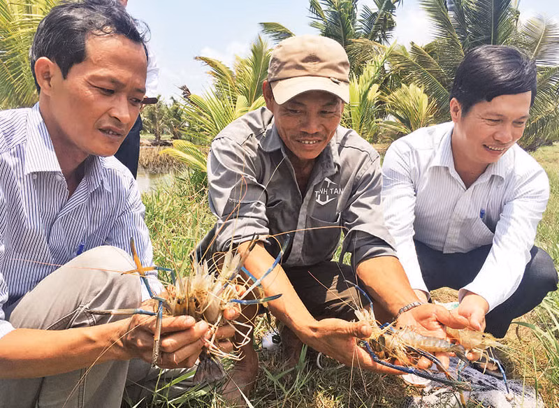 Nông dân xã Mỹ An, huyện Thạnh Phú, tỉnh Bến Tre nuôi tôm càng xanh trong ruộng lúa mang lại hiệu quả cao.