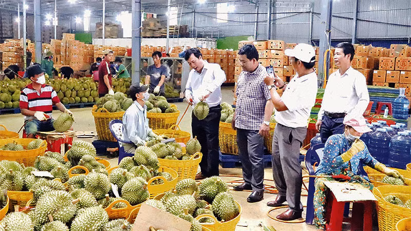 Lãnh đạo huyện Krông Pắc, tỉnh Đắk Lắk thăm và kiểm tra một doanh nghiệp thu mua sầu riêng xuất khẩu trên địa bàn.