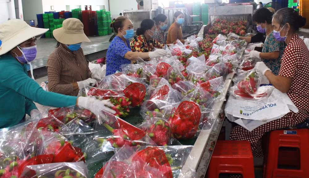Hợp tác xã Thanh Phú Long (xã Thanh Phú Long, huyện Châu Thành, tỉnh Long An) đóng hàng thanh long xuất khẩu sang Trung Quốc. (Ảnh: PHONG THANH)