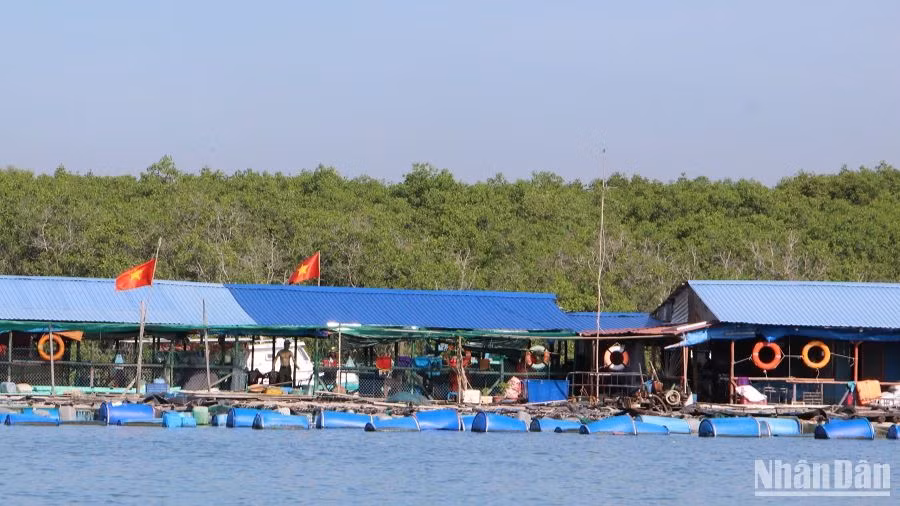 Nông dân huyện Cần Giờ nuôi thủy hải sản trên các lồng bè. Nông dân huyện Cần Giờ nuôi thủy hải sản trên các lồng bè.