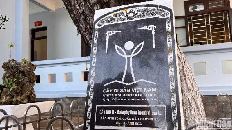 Cây Mù U được công nhận là cây di sản trên đảo Sinh Tồn.