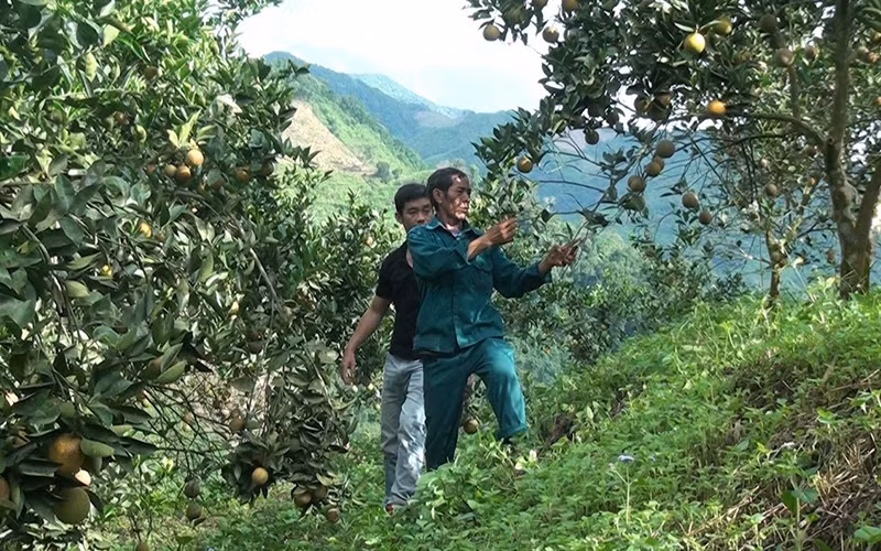 Nông dân bản Tàng Do, xã Nậm Tin chăm sóc vườn cam.