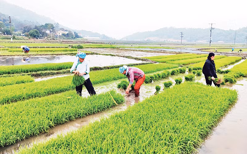 Nông dân một số địa phương gieo mạ sớm tiến hành cấy lúa xuân. (Ảnh VIẾT VINH)