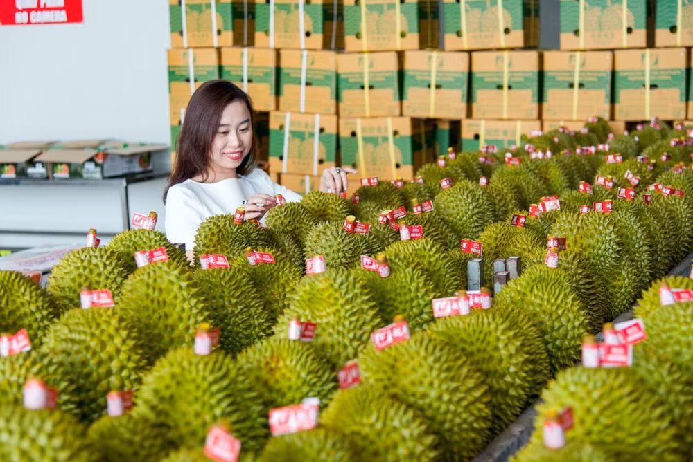 Kim ngạch xuất khẩu sầu riêng sang Trung Quốc tăng trưởng mạnh. (Ảnh HÀ AN)