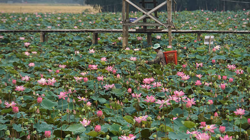 Nông dân huyện Tháp Mười thu hoạch sen.