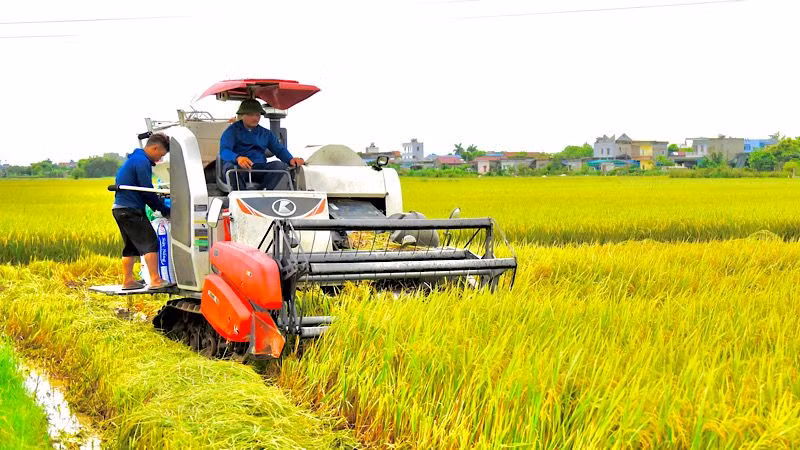 Nông dân huyện Nam Trực (Nam Định) sử dụng máy gặt để thu hoạch lúa vụ xuân 2024. (Ảnh: XUÂN TRƯỜNG)