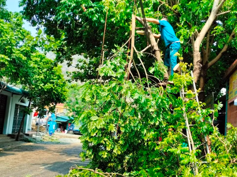 Lực lượng tại chỗ chặt, gom cành cây gãy. Lực lượng tại chỗ chặt, gom cành cây gãy.