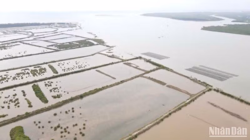 Nhiều ô đầm nuôi trồng thủy sản ở xã Nam Phú (huyện Tiền Hải) bị các cá nhân bán trao tay qua nhiều người.