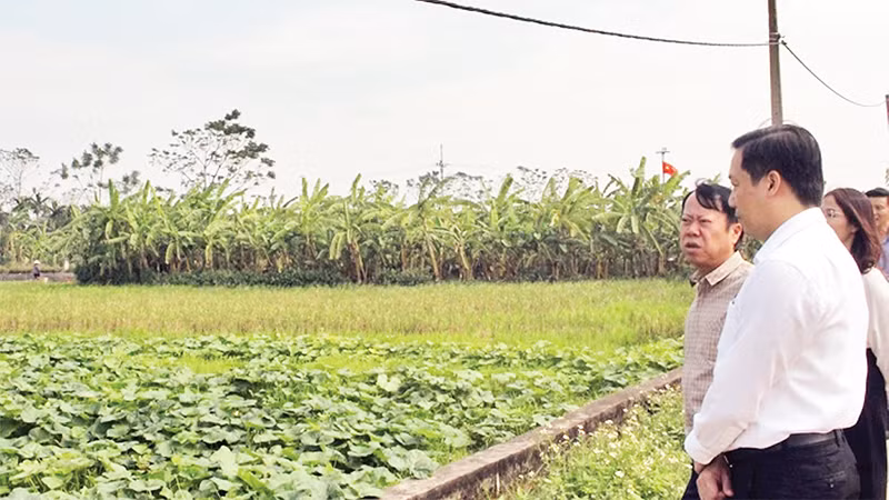 Rau màu vụ đông ở huyện Chương Mỹ phát triển tốt. (Ảnh LAN OANH) 