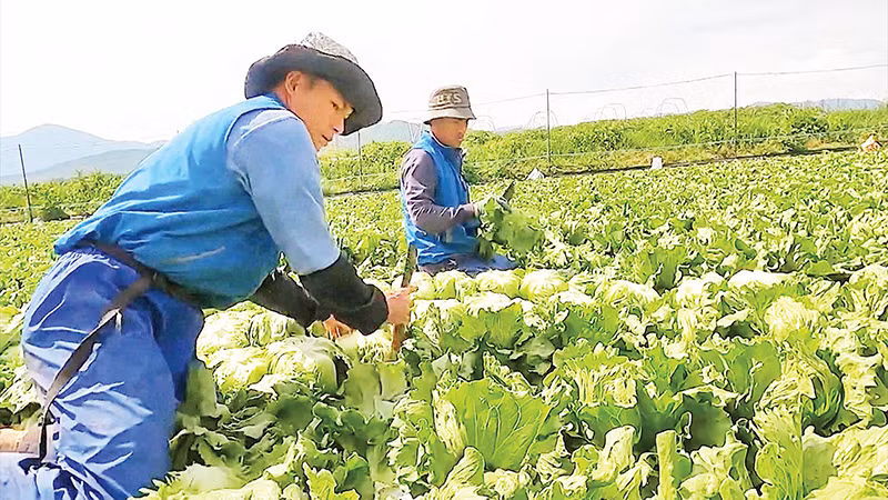 Lao động của huyện Phong Thổ (cũ), Lai Châu, tham gia làm việc tại Nhật Bản. (Ảnh tư liệu: TUẤN THỊNH)