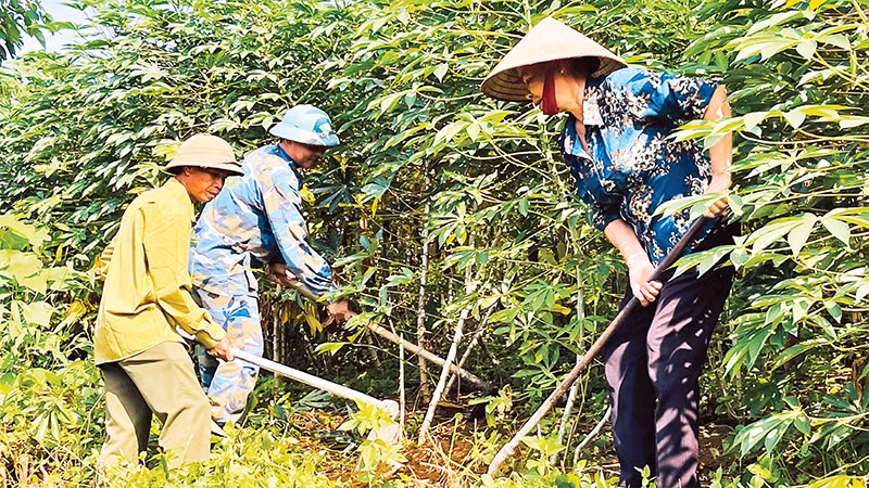 Nông dân xã Ðông Cuông, huyện Văn Yên (Yên Bái) chăm sóc cây sắn trồng trên đất dốc. 
