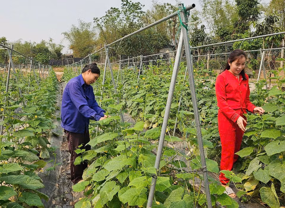 Xuân về trên những vườn cây trái, dược liệu của vùng đất cổ ven đô Mai Lâm.