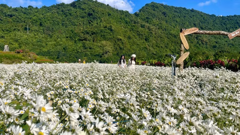 Loài hoa này nở rộ từ tháng 11 đến tháng 12, khi không khí se lạnh của mùa đông tràn về, tạo nên một không gian trong lành.
