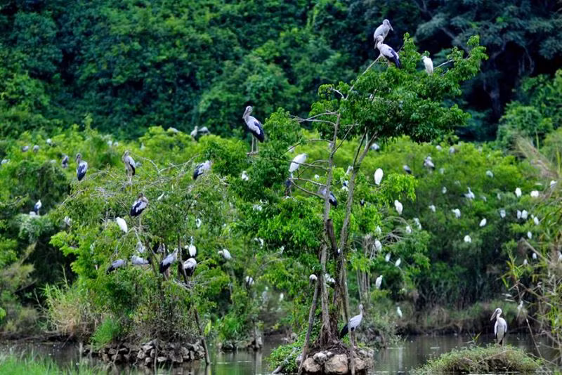 Hàng trăm loài chim đã chọn Thung Nham làm nơi sinh sống. (Ảnh: Lan Trần) Hàng trăm loài chim đã chọn Thung Nham làm nơi sinh sống. (Ảnh: Lan Trần)
