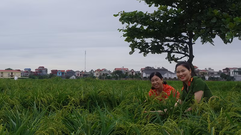 Trung úy Lê Thị Khánh Hòa giúp dân gặt lúa.