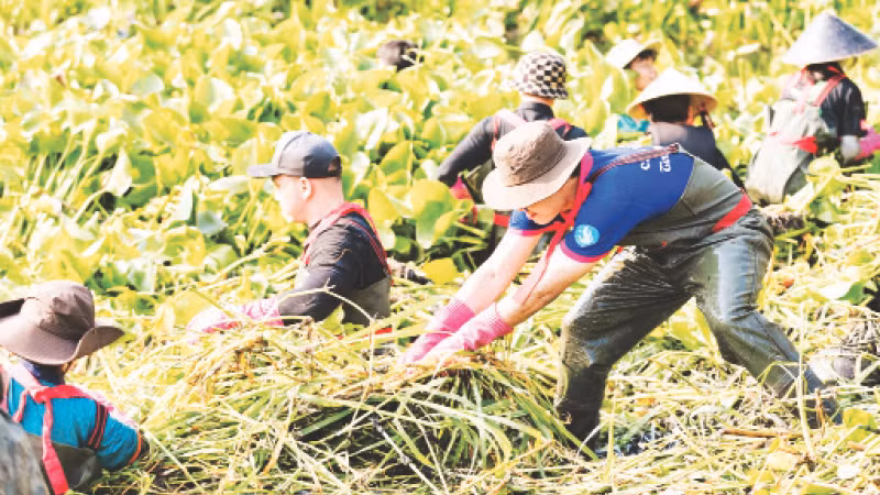 Đoàn viên, thanh niên các đơn vị, địa phương vớt lục bình, rác dưới kênh.
