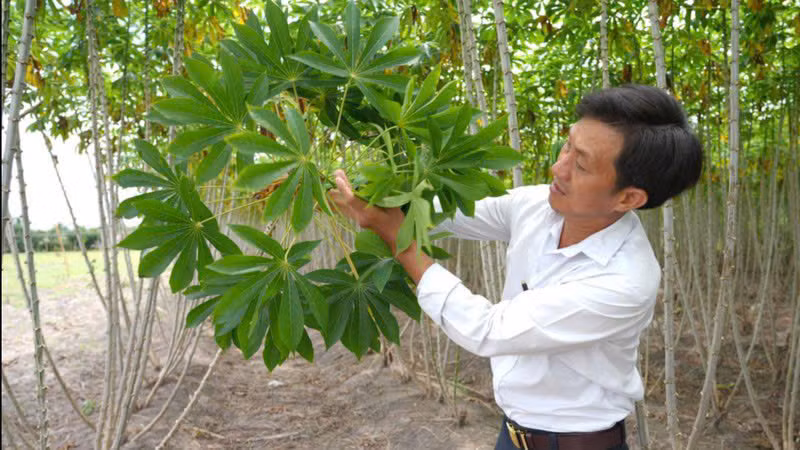 Kiểm tra tình trạng nhiễm bệnh khảm lá trên cây sắn tại huyện Châu Thành, tỉnh Tây Ninh. ẢNH TTXVN 