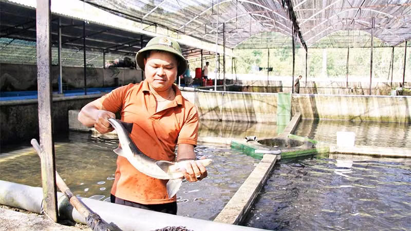 Trang trại nuôi cá tầm thương phẩm duy nhất ở huyện Bác Ái, tỉnh Ninh Thuận, đem lại doanh thu hơn 10 tỷ đồng/năm.