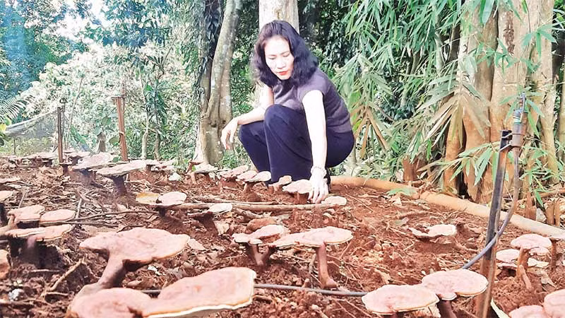 Mô hình trồng nấm linh chi đỏ dưới tán rừng của bà Mai Thị Thái.
